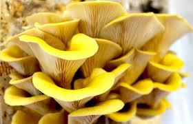 Circular Farm la fattoria urbana circolare - 2c4xpeVg9I9yT.jpeg