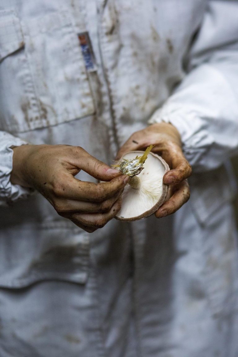 Circular Farm la fattoria urbana circolare - 2FksiZwPxNRY3.jpg