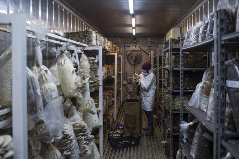 Circular Farm la fattoria urbana circolare - 2nYV2h9wUYB1.jpg