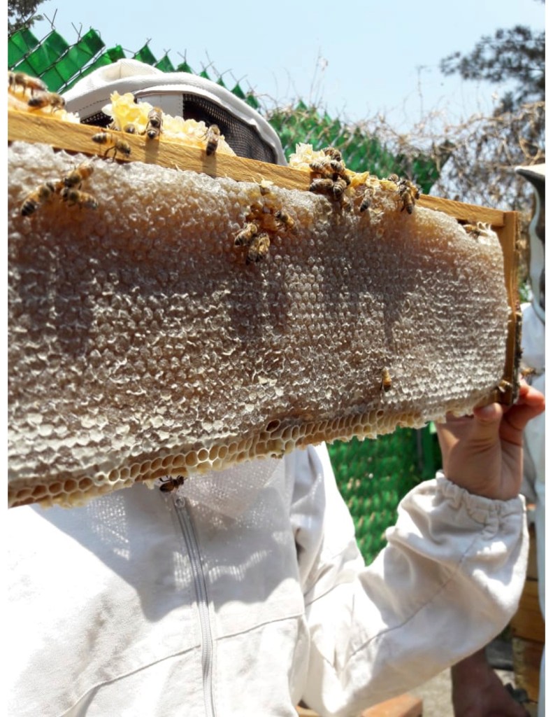 APICULTURA MX - Maker Faire CDMX (Mexico City)