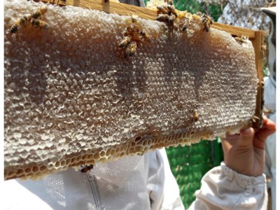 APICULTURA MX - Maker Faire CDMX (Mexico City)