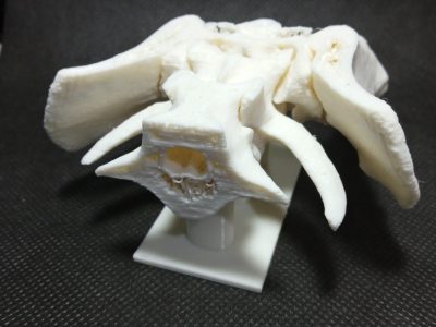 Diseo e Impresin 3D en la medicina veterinaria - Maker Faire CDMX (Mexico City)