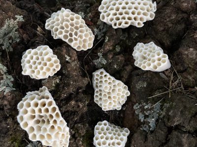 Habitat Hive - Maker Faire Lynchburg 2024