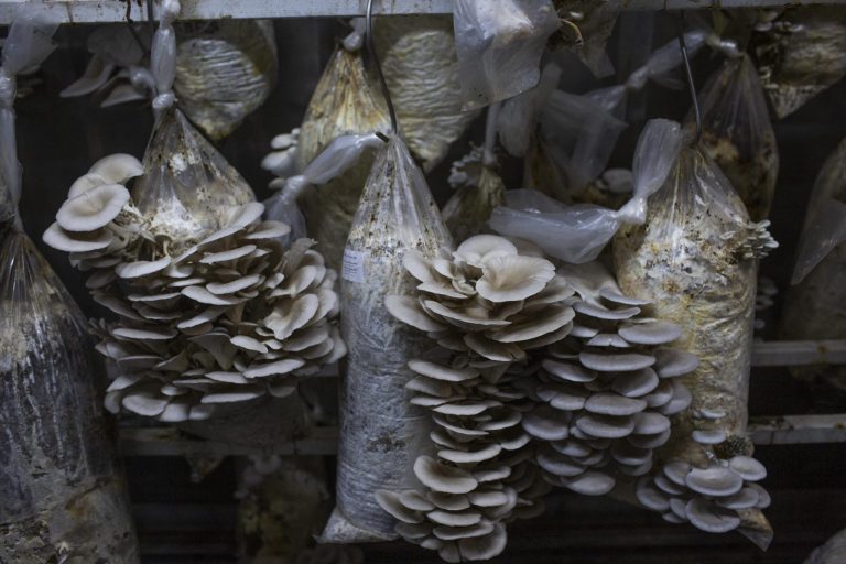 Circular Farm la fattoria urbana circolare - vy7xJGVNQP8X.jpg