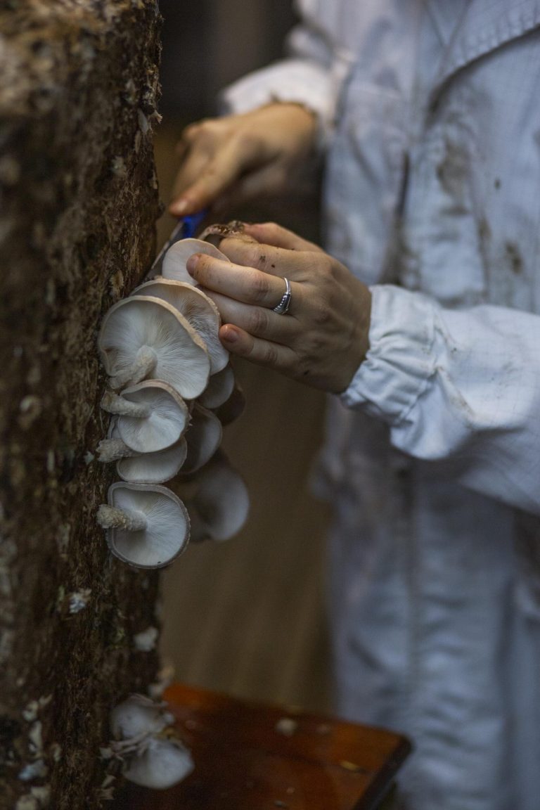 Circular Farm la fattoria urbana circolare - Z8DFS4qamE3Z.jpg