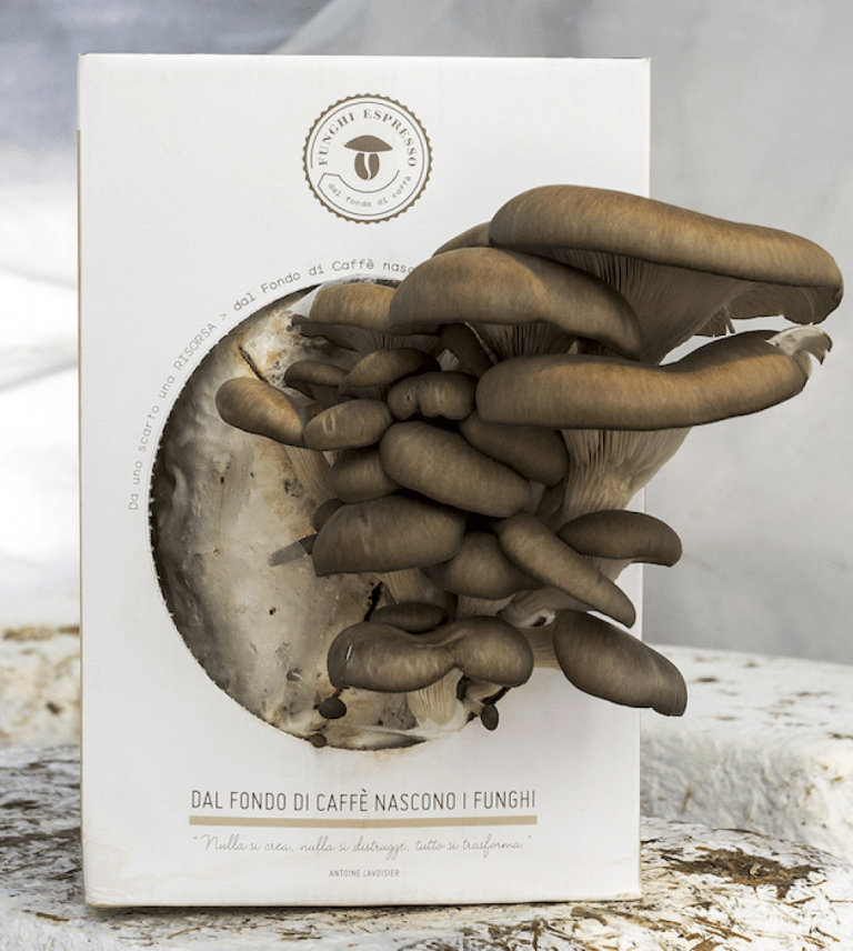 Circular Farm la fattoria urbana circolare - 2bgdPolrm1WAL.png