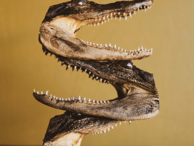 Black Moth - Maker Faire Tulsa 2024